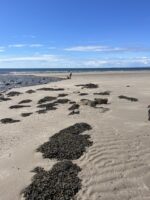 030 Local beach.jpeg